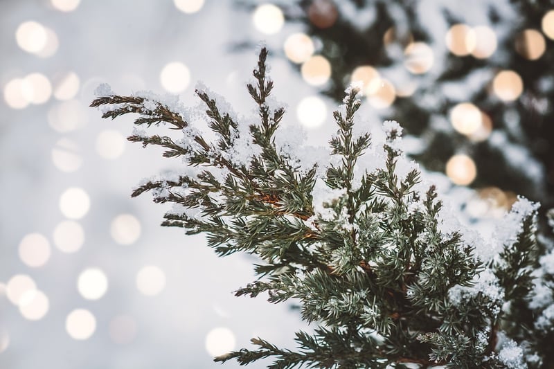 Winter Evergreens