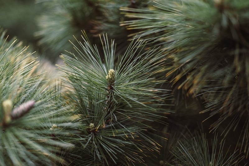 Winter Evergreens