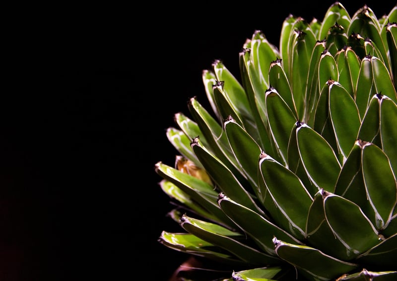 Vertical Succulent Garden